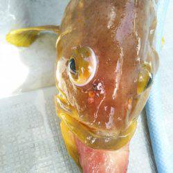 アマテラス 釣果