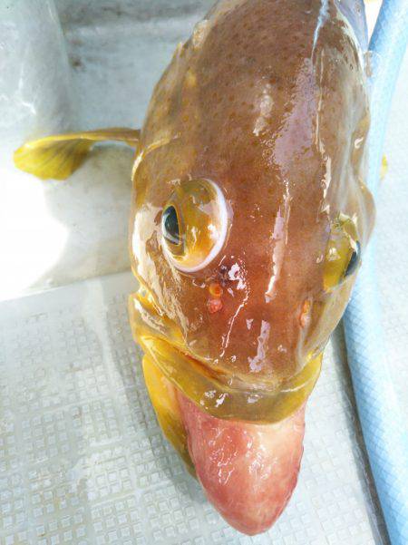 アマテラス 釣果