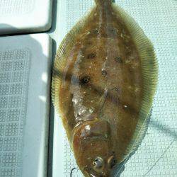 アマテラス 釣果