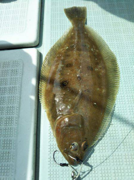 アマテラス 釣果