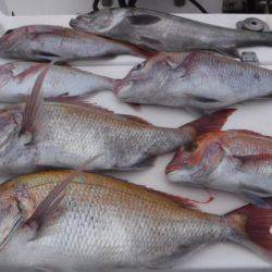 JDI Racing シールズマリンレジャー 釣果