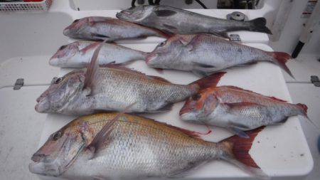 JDI Racing シールズマリンレジャー 釣果