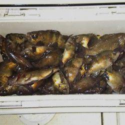 マリンガイド福丸 釣果