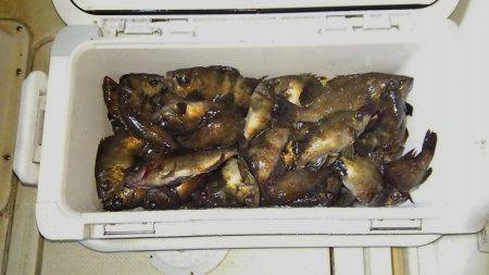 マリンガイド福丸 釣果