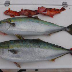 JDI Racing シールズマリンレジャー 釣果