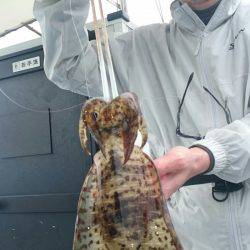 シースナイパー海龍 釣果