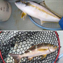 アマテラス 釣果