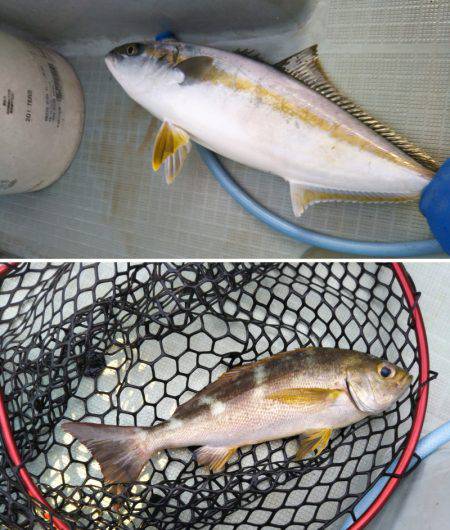 アマテラス 釣果