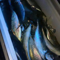 シースナイパー海龍 釣果