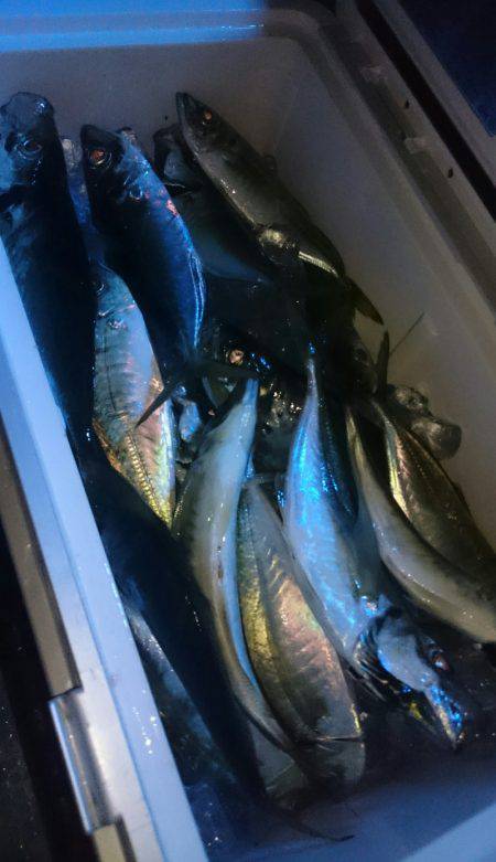 シースナイパー海龍 釣果