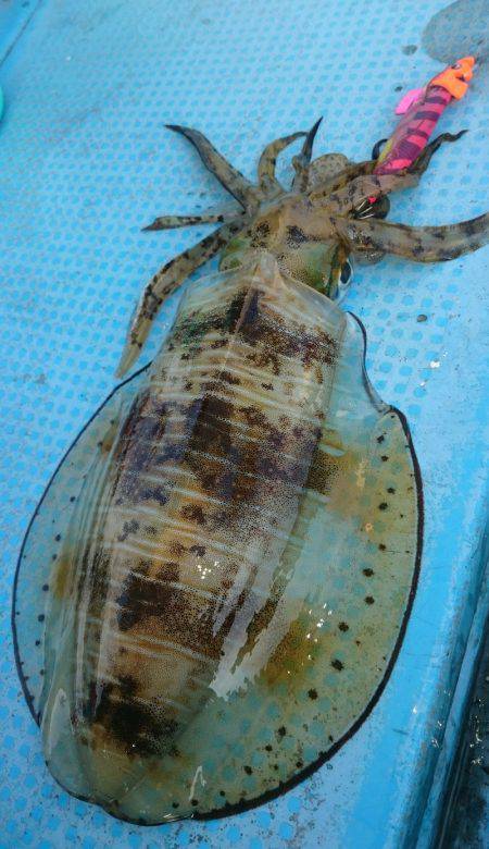 シースナイパー海龍 釣果