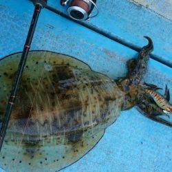 シースナイパー海龍 釣果