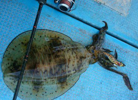 シースナイパー海龍 釣果