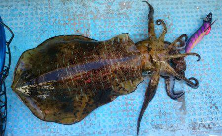 シースナイパー海龍 釣果