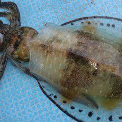 シースナイパー海龍 釣果