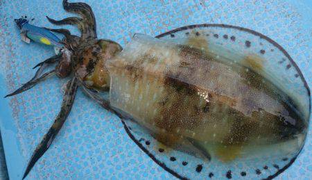 シースナイパー海龍 釣果