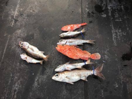 第八 源洋丸 釣果