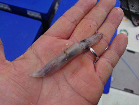 まるいち丸 ZERO-1 釣果