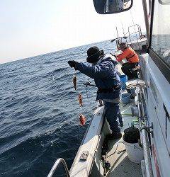 第二清洋丸 釣果