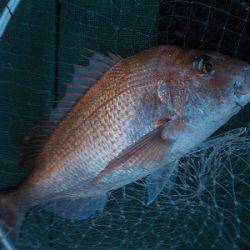 明日丸 釣果