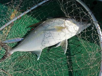 明日丸 釣果