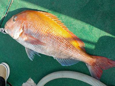 明日丸 釣果