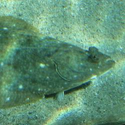 【冬のターゲット】カレイの投げ釣り講座