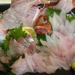 リトルワン 釣果