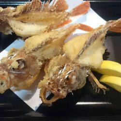 リトルワン 釣果