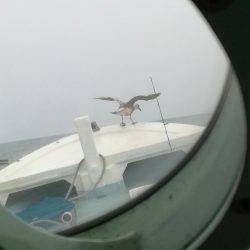 リトルワン 釣果