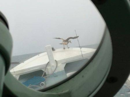 リトルワン 釣果