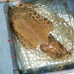 リトルワン 釣果