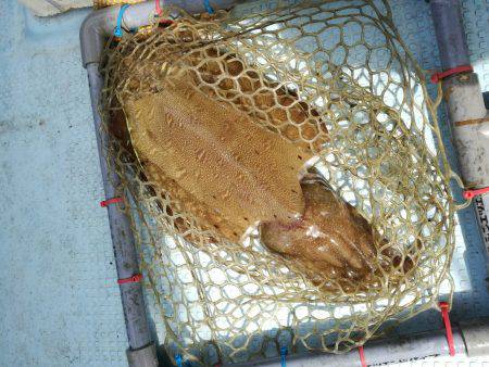 リトルワン 釣果