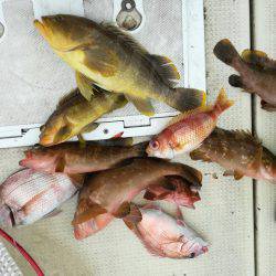 リトルワン 釣果