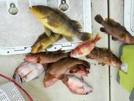 リトルワン 釣果