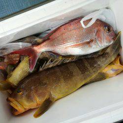 リトルワン 釣果