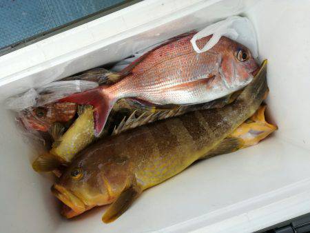 リトルワン 釣果