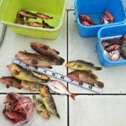 リトルワン 釣果