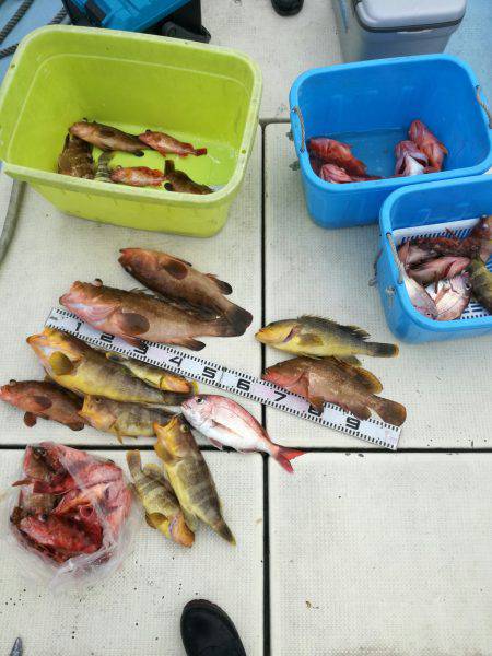 リトルワン 釣果