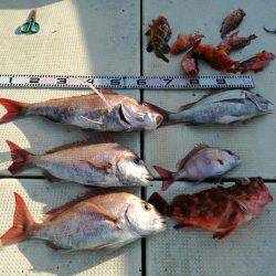 リトルワン 釣果