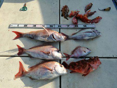 リトルワン 釣果