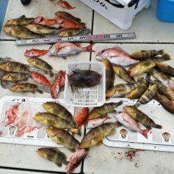 リトルワン 釣果