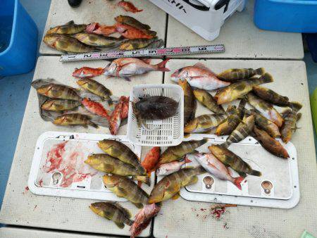 リトルワン 釣果