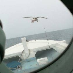 リトルワン 釣果