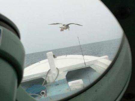 リトルワン 釣果