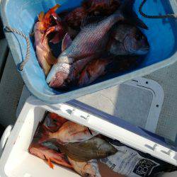 リトルワン 釣果