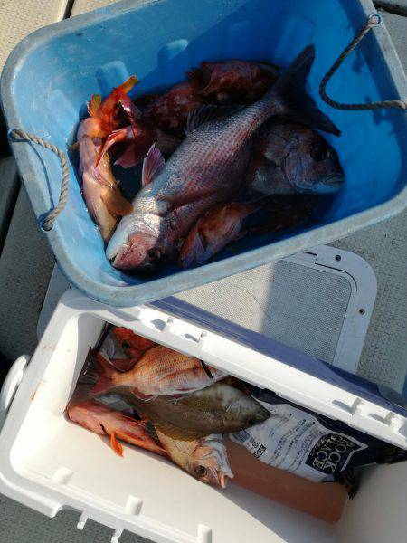 リトルワン 釣果