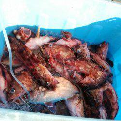 リトルワン 釣果