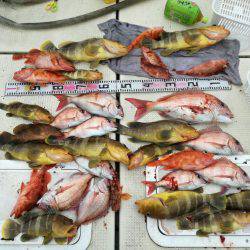 リトルワン 釣果