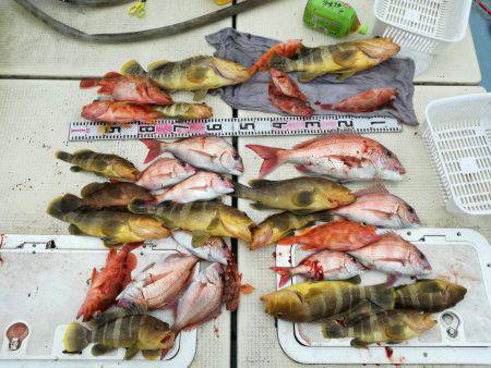 リトルワン 釣果